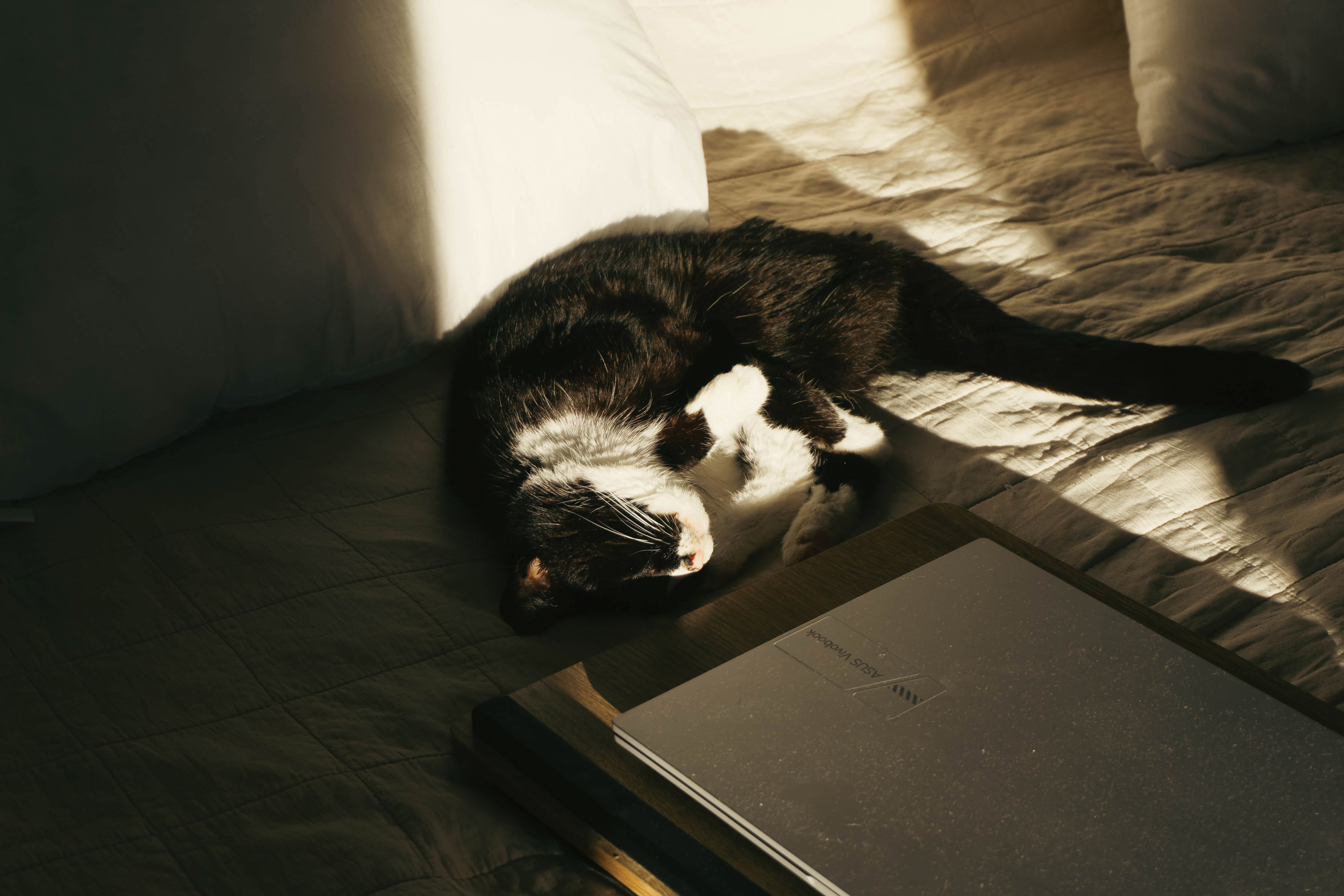 A black and white cat sleeping in the sun on a bed next to a laptop