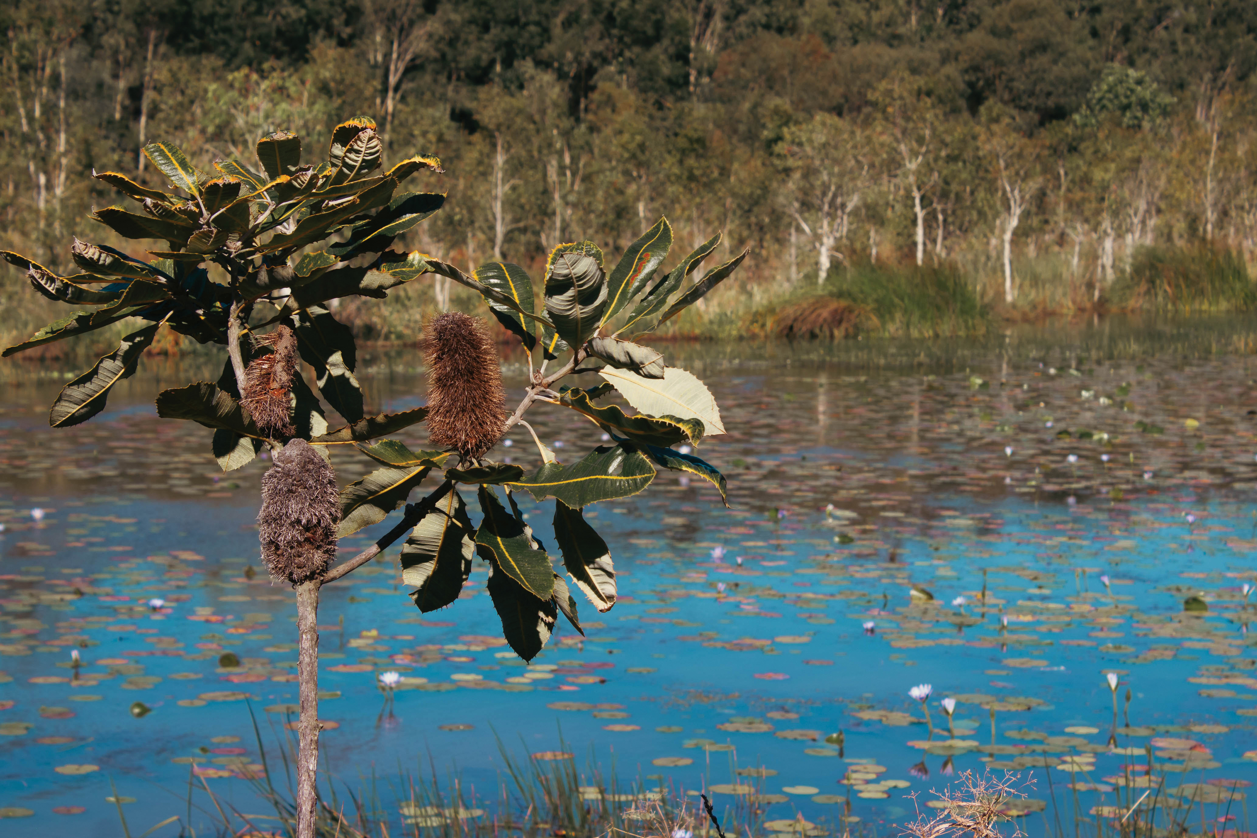 Native Australian plants and lake